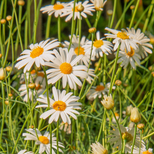 Argyranthemum gracile 'Chelsea Girl'