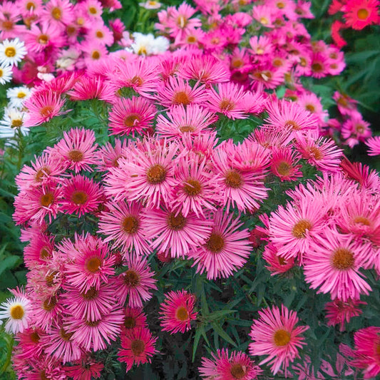 Symphyotrichum novae-angliae 'Andenken an Alma Potschke' 