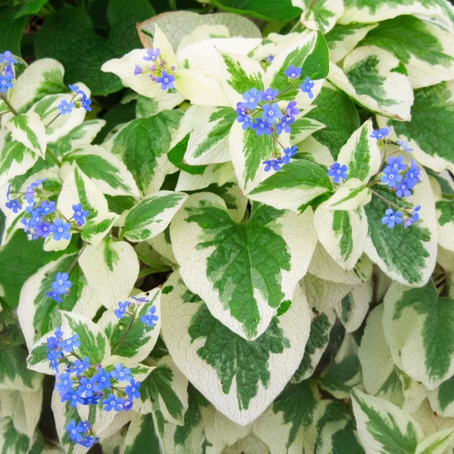 Brunnera ‘Dawson’s White’ | Variegated Shade Perennial – Barnsdale Gardens