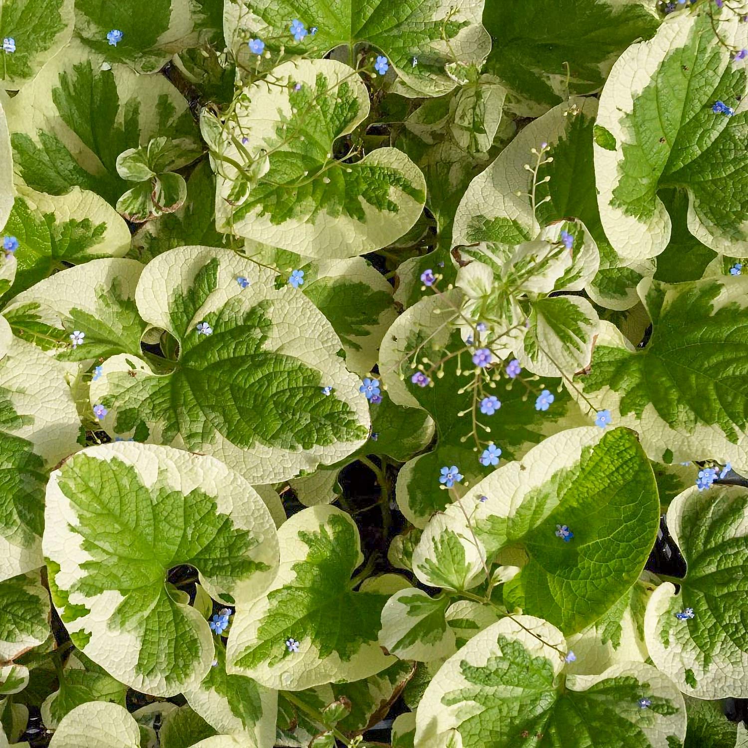 Brunnera macrophylla 'Dawson's White'