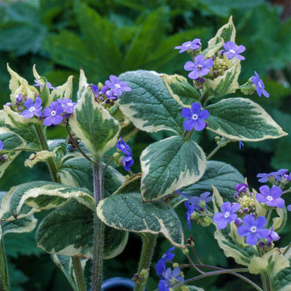 Brunnera macrophylla 'Dawson's White'