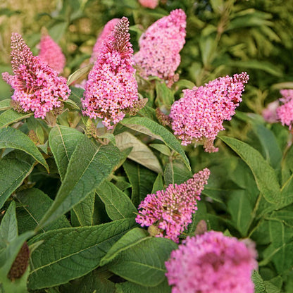 Buddleja 'Butterfly Candy Little Pink'