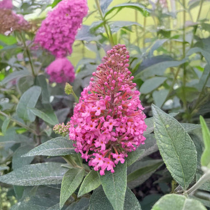 Buddleja 'Butterfly Candy Little Pink'