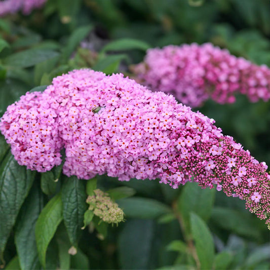 Buddleja davidii 'Buzz Candy Pink'