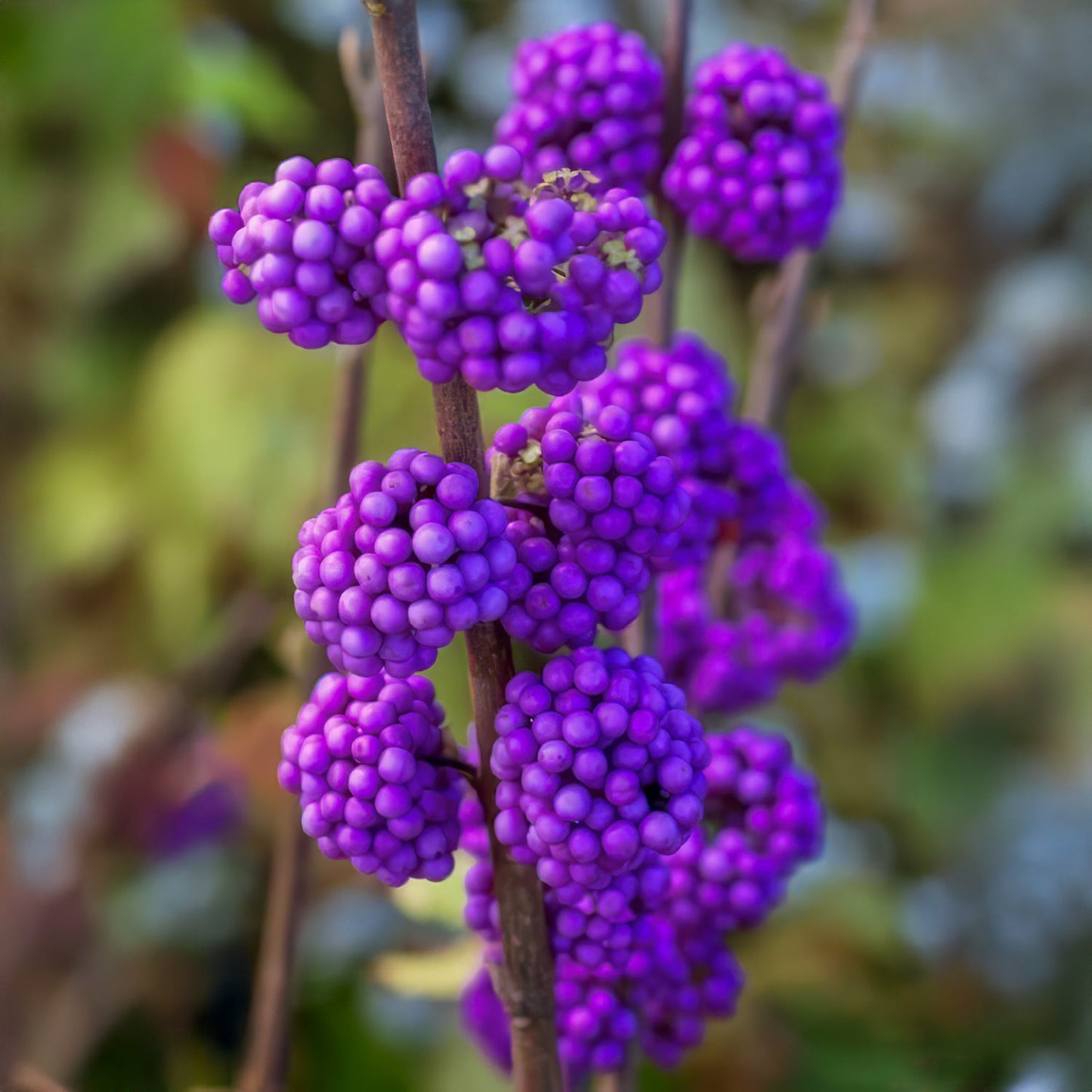Callicarpa bodinieri 'Magical Deep Purple'