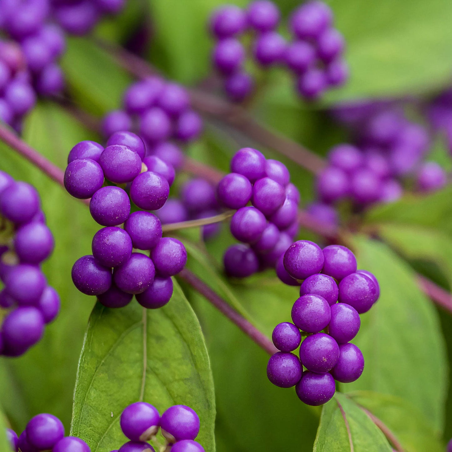 Callicarpa bodinieri 'Magical Deep Purple'