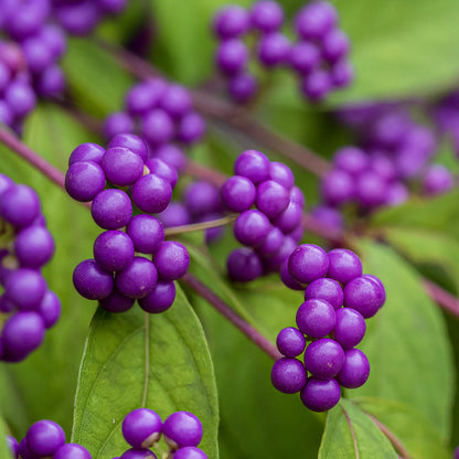 Callicarpa bodinieri 'Magical Deep Purple'