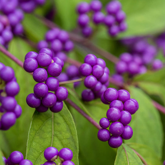 Callicarpa bodinieri 'Magical Deep Purple'
