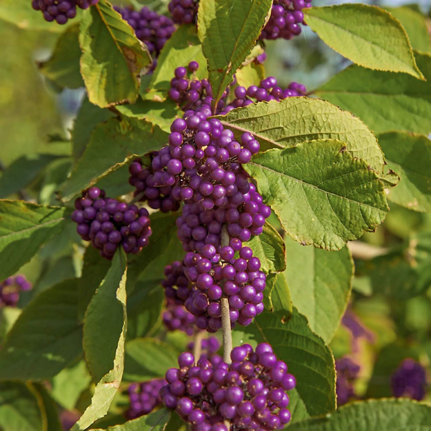 Callicarpa bodinieri 'Magical Deep Purple'