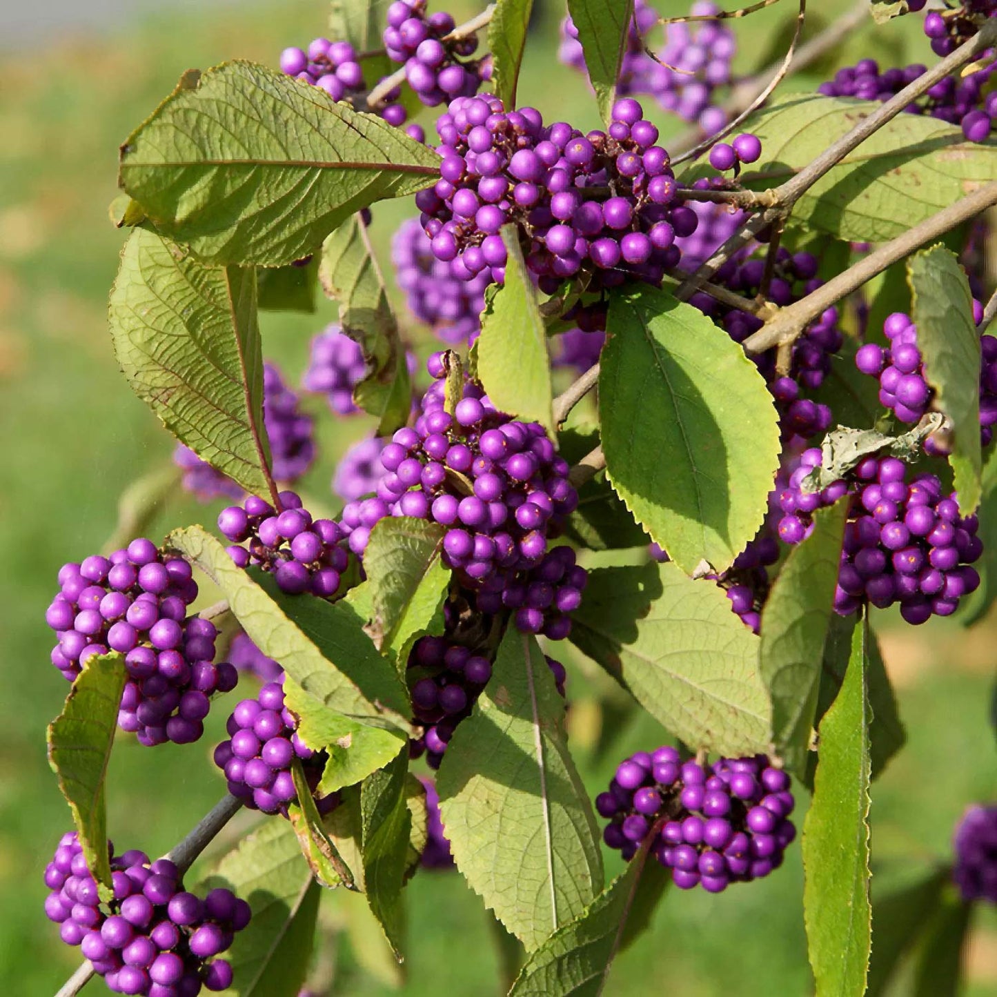 Callicarpa bodinieri 'Magical Deep Purple'