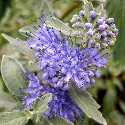 Caryopteris x clandonensis 'Sterling Silver'