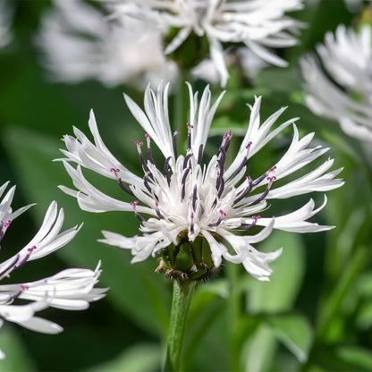 Centaurea montana 'Alba'