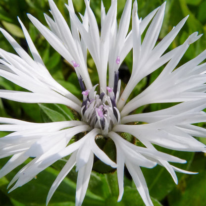 Centaurea montana 'Alba'