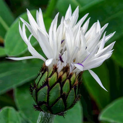 Centaurea montana 'Alba'