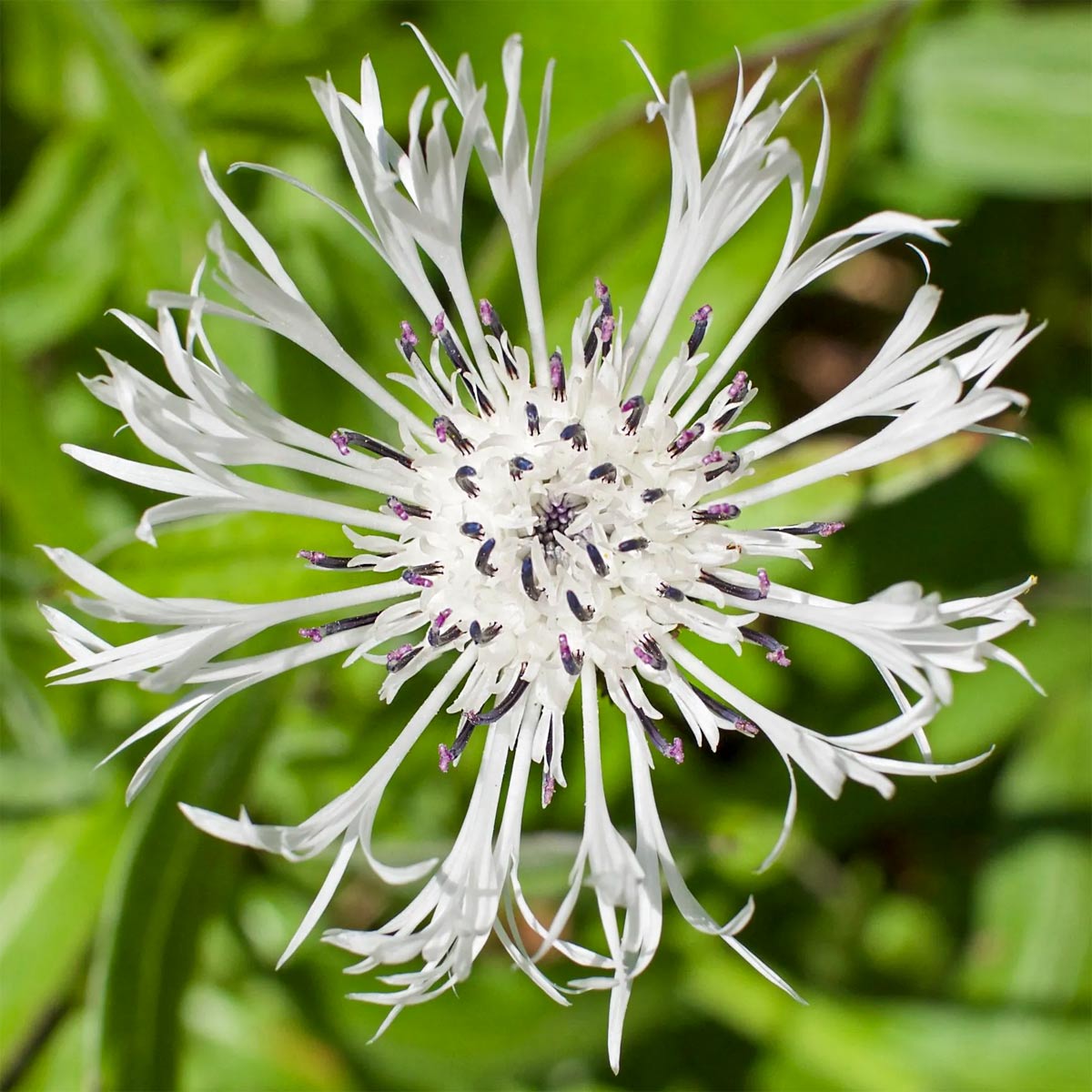 Centaurea montana 'Alba'