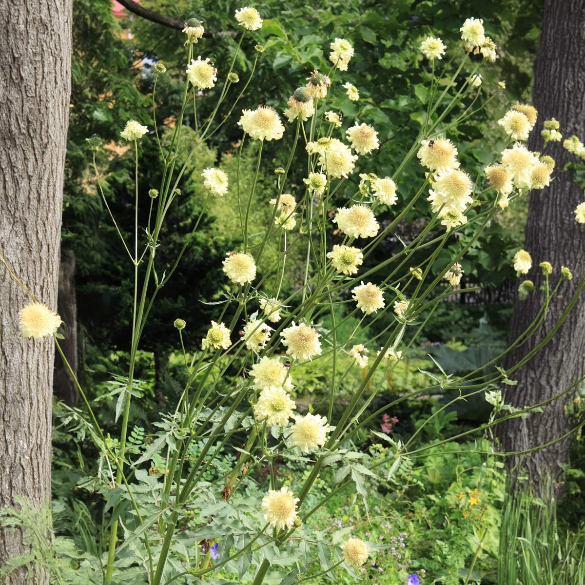 Cephalaria gigantea