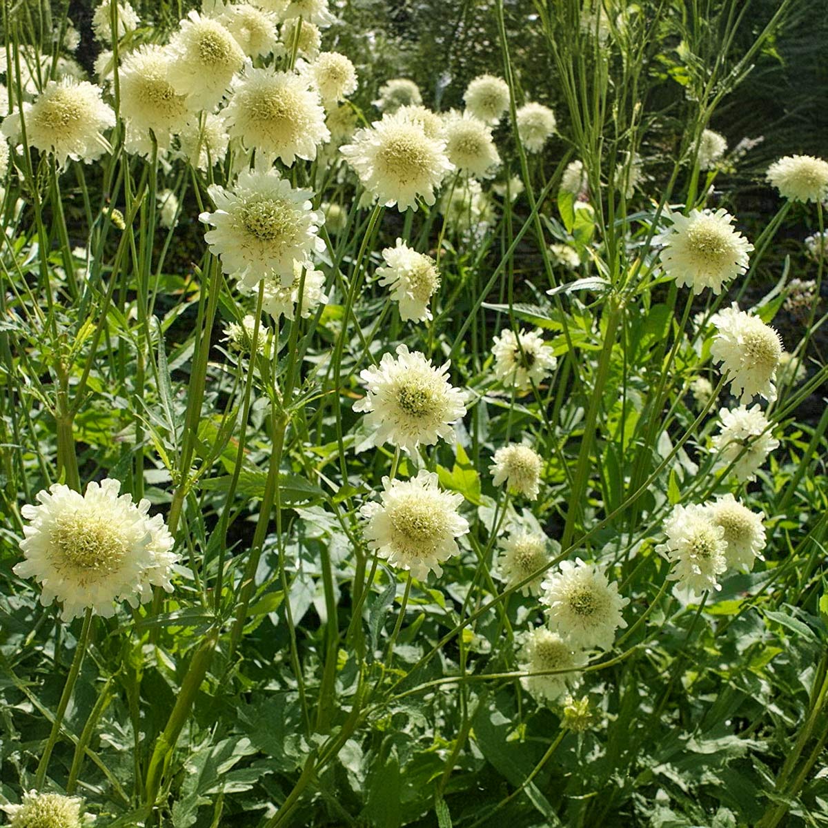 Cephalaria gigantea