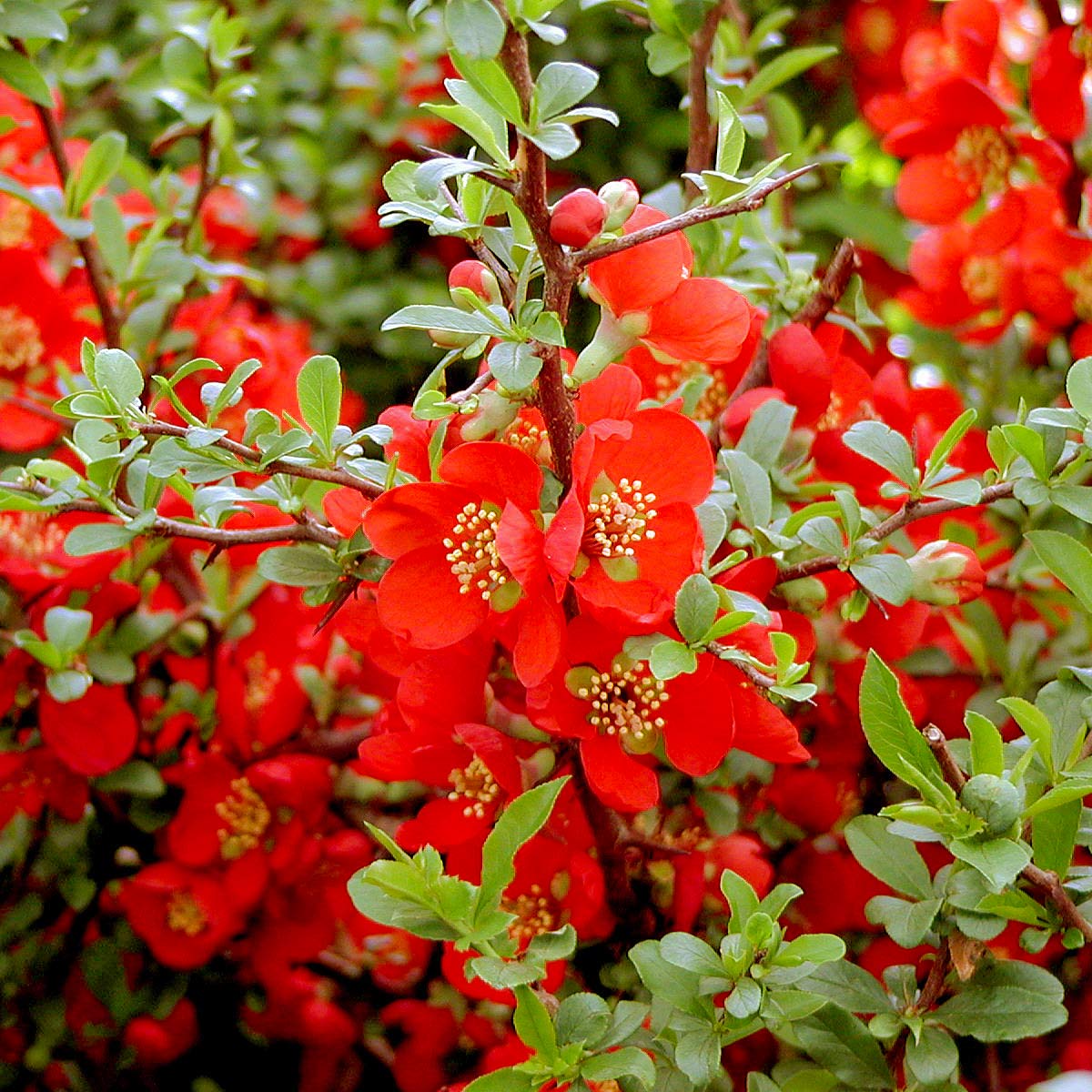 Chaenomeles x superba 'Crimson & Gold'