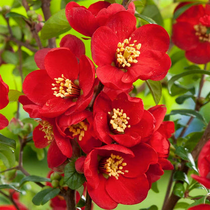 Chaenomeles x superba 'Crimson and Gold'Chaenomeles x superba 'Crimson and Gold'