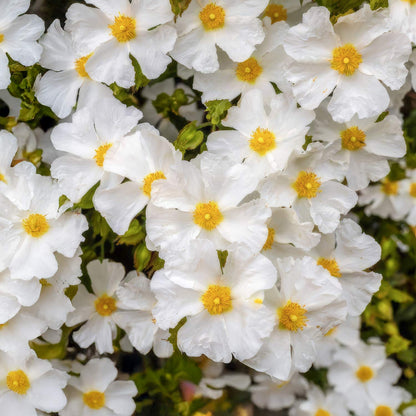 Cistus x obtusifolius 'Sweet Thrive'