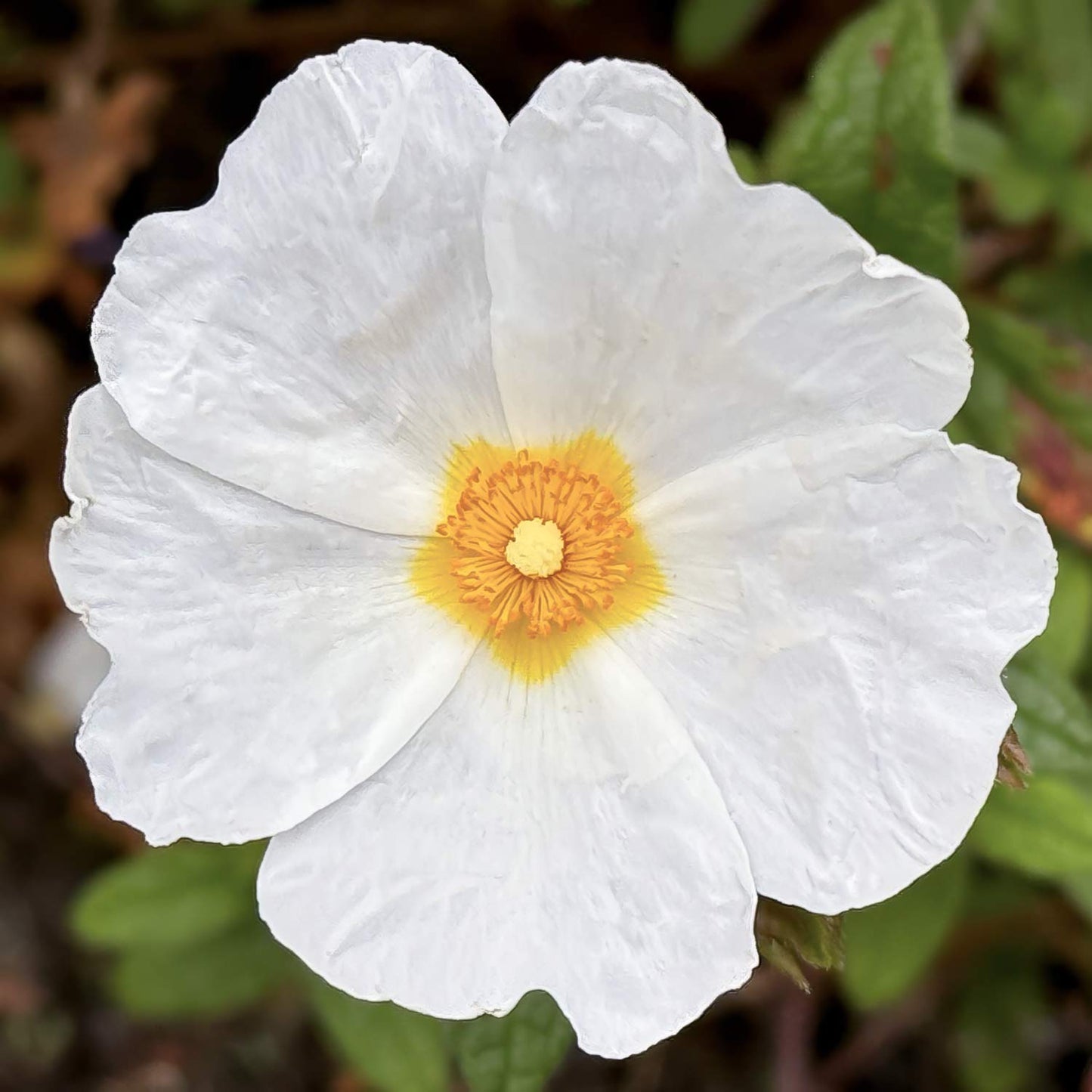 Cistus x obtusifolius 'Sweet Thrive'