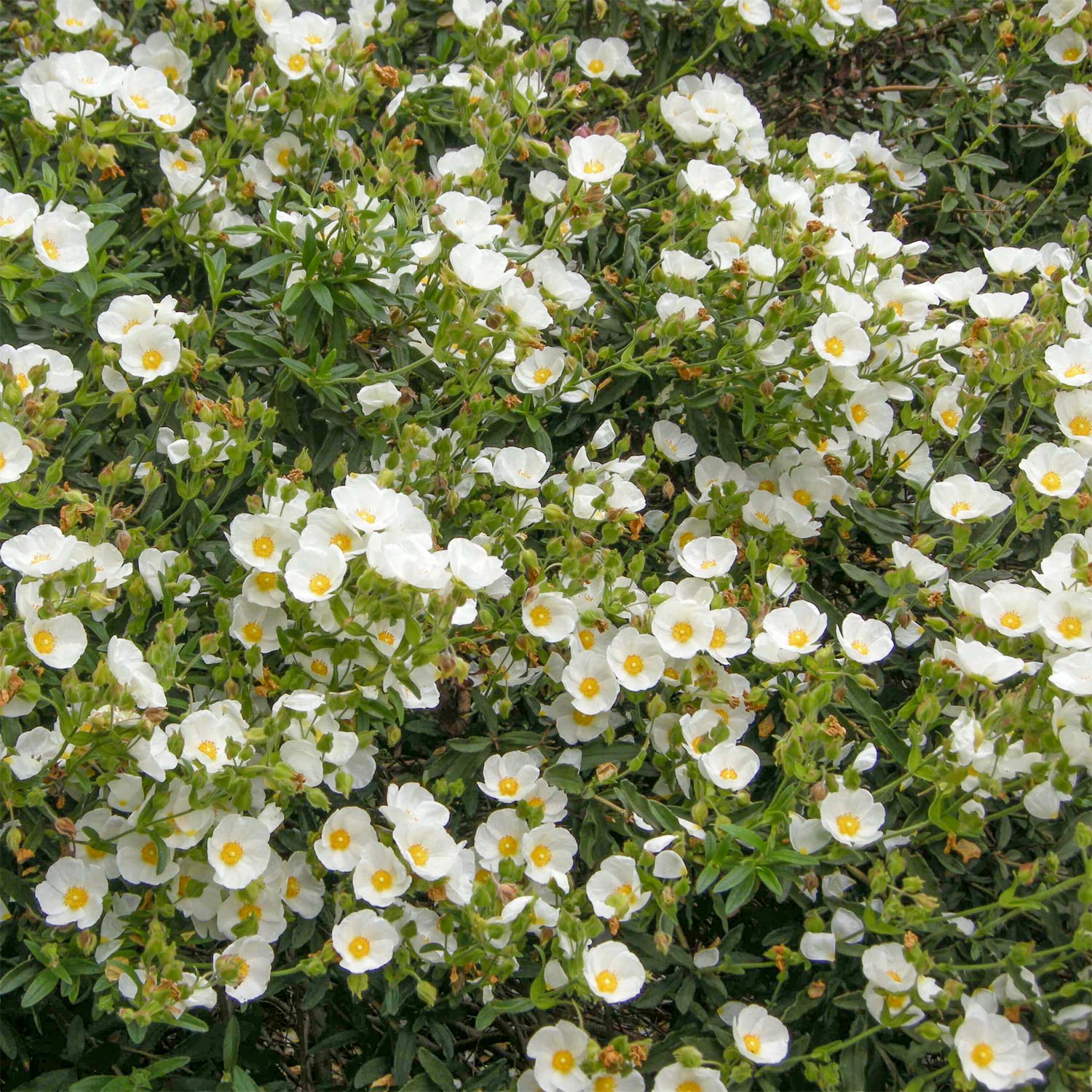 Cistus x obtusifolius 'Sweet Thrive'