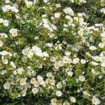 Cistus x obtusifolius 'Sweet Thrive'