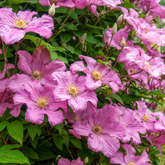 Clematis 'Comtesse de Bouchaud' in the Ornamental Kitchen Garden at Barnsdale Gardens