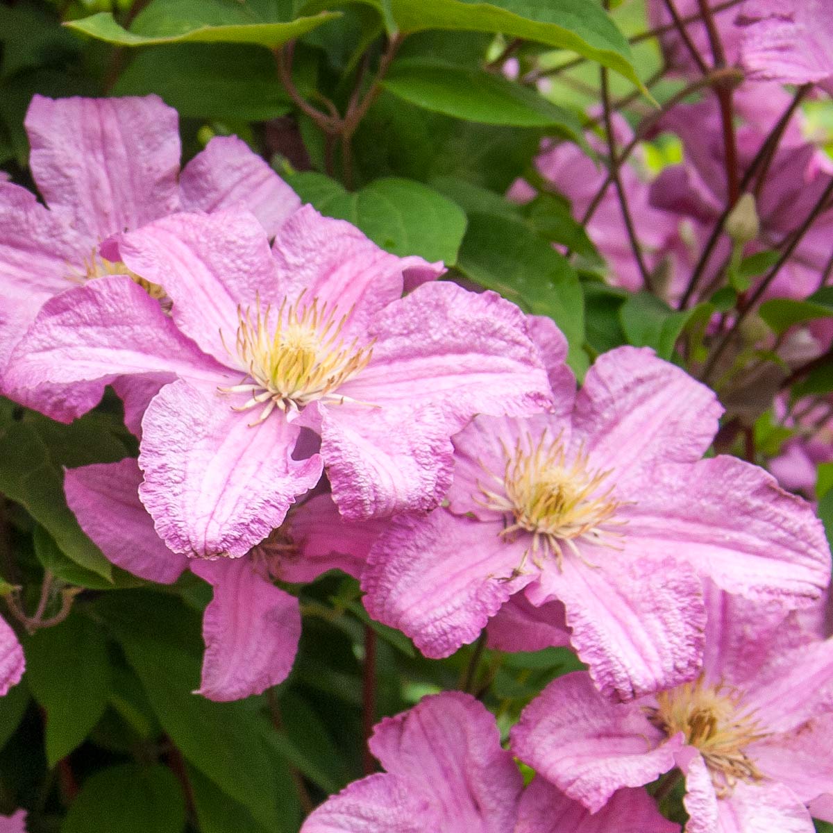 Clematis 'Comtesse de Bouchaud'