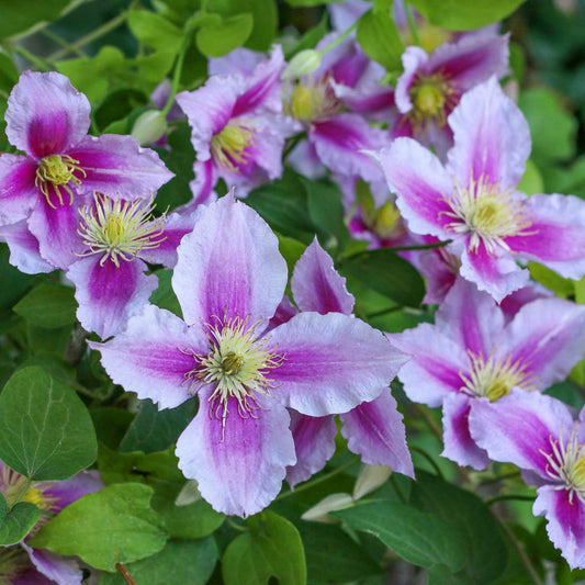 Clematis 'Piilu'