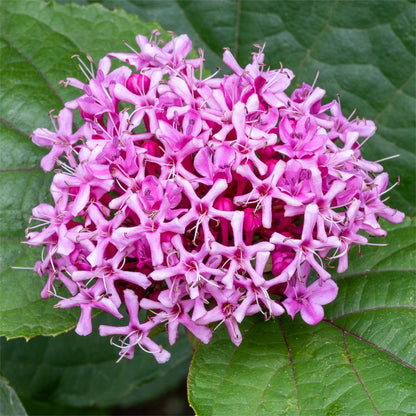 Clerodendrum bungei