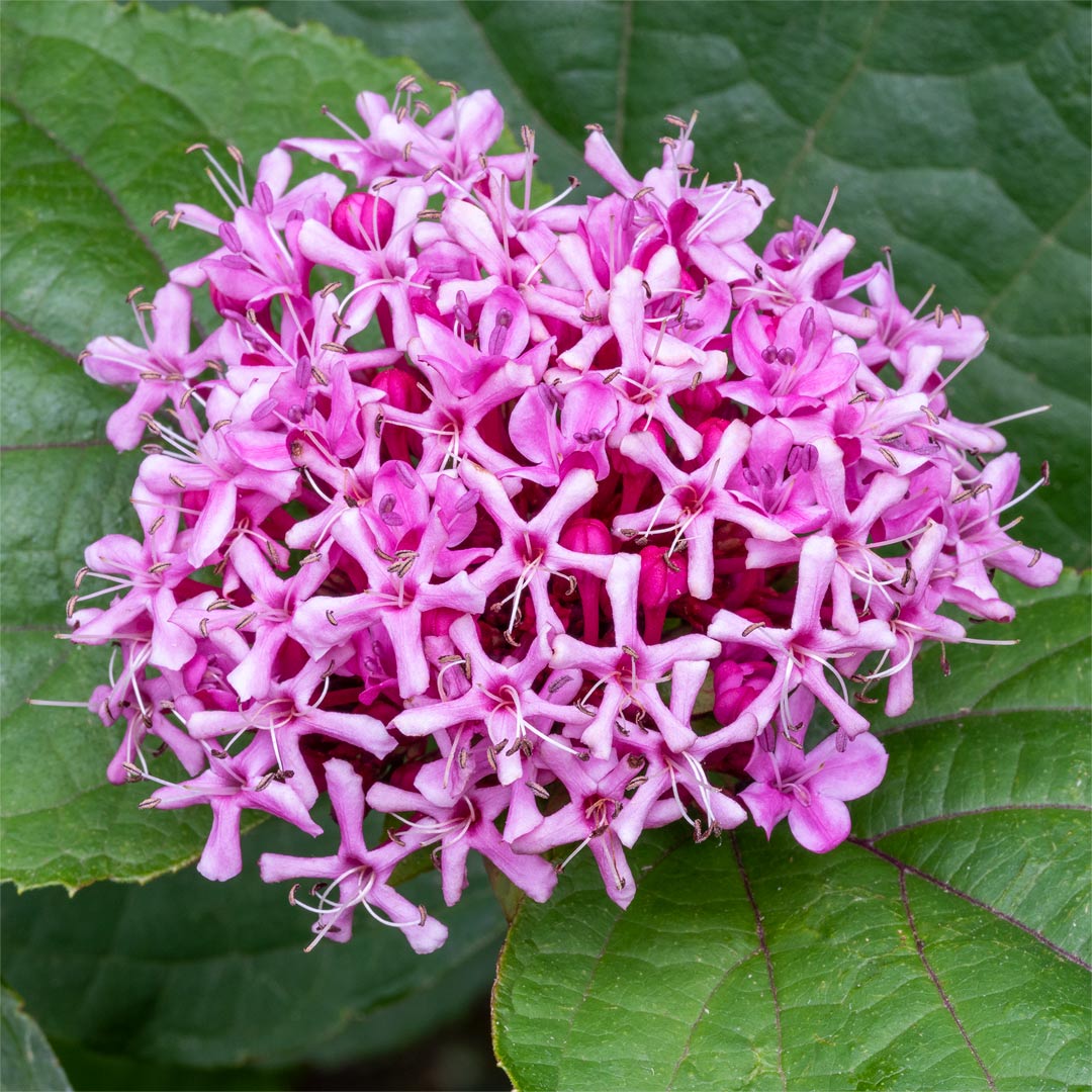 Clerodendrum bungei 