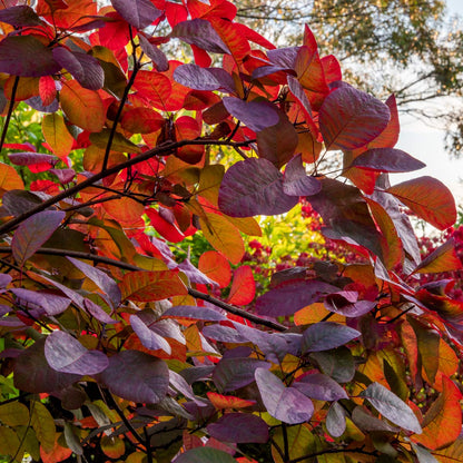 Cotinus 'Grace' at Barnsdale Gardens