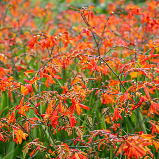 Crocosmia x crocosmioides 'Castle Ward Late'