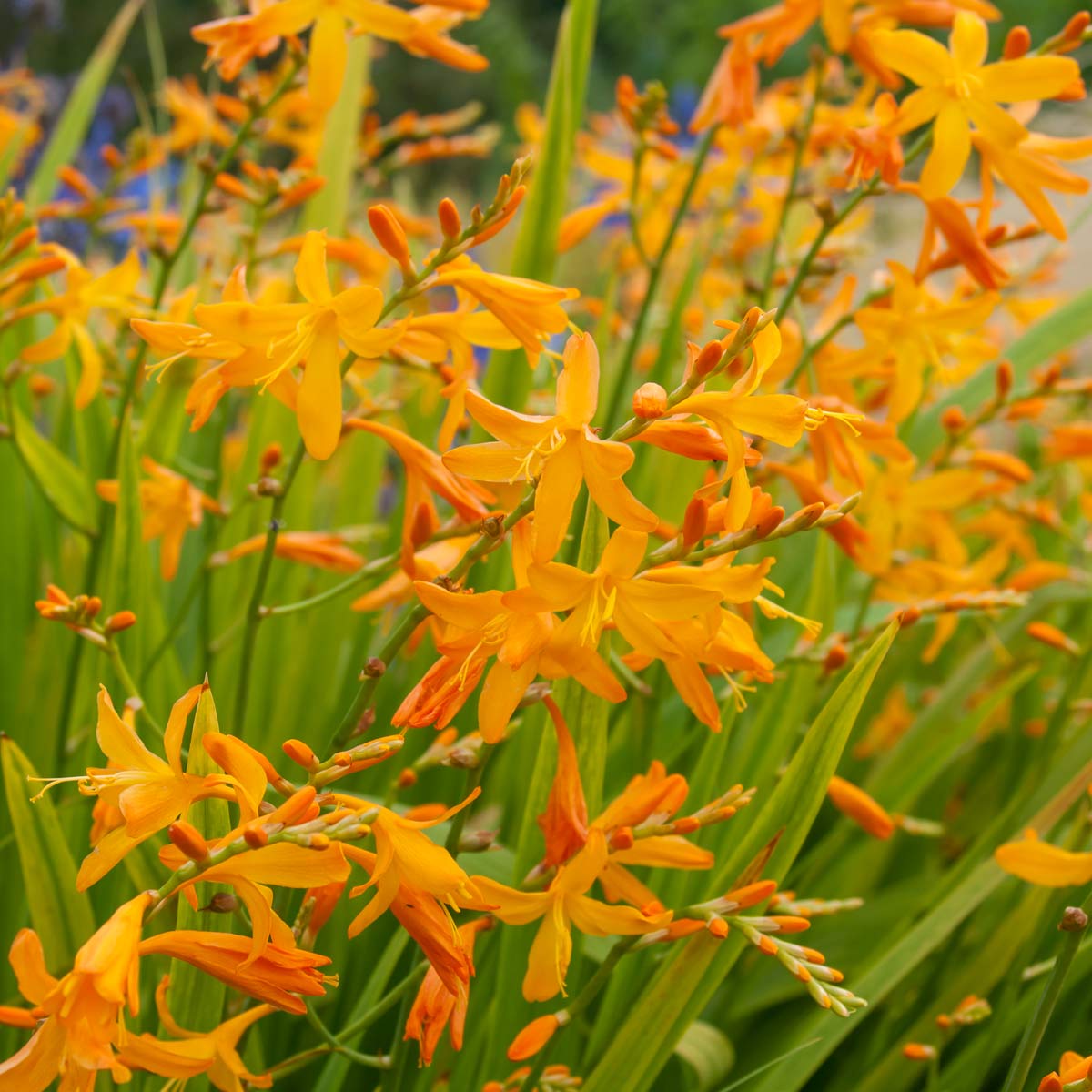 Crocosmia x crocosmiiflora 'George Davison' (Montbretia) – Barnsdale ...