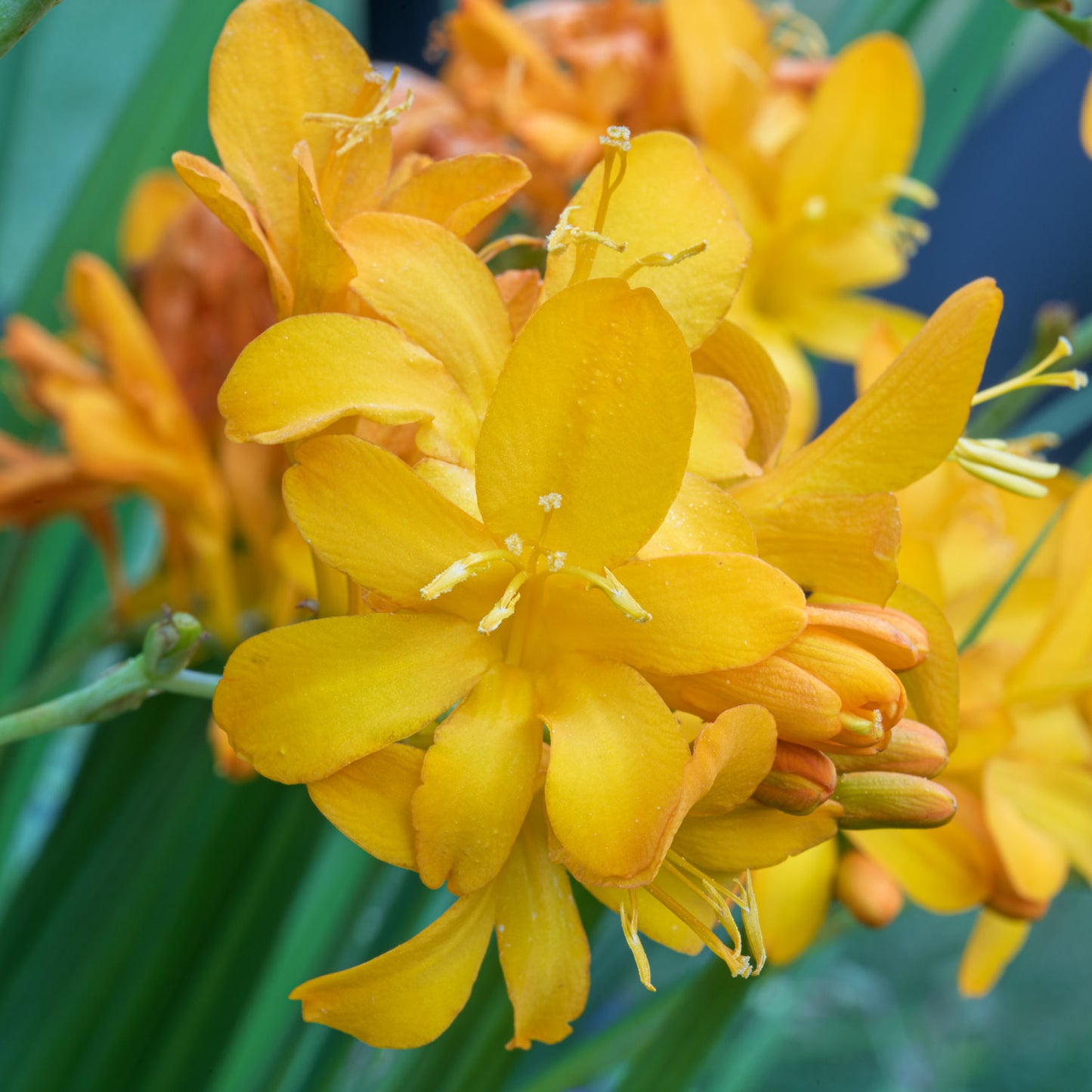 Crocosmia 'Paul's Best Yellow'. Close-up of bright yellow flowers with green leaves in the background