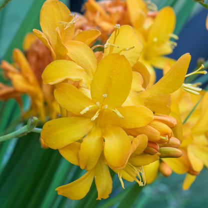 Crocosmia 'Paul's Best Yellow'. Close-up of bright yellow flowers with green leaves in the background