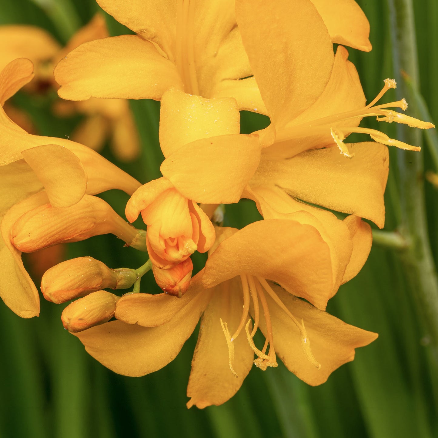 Crocosmia 'Paul's Best Yellow'. Close-up of yellow flowers with a blurred green background