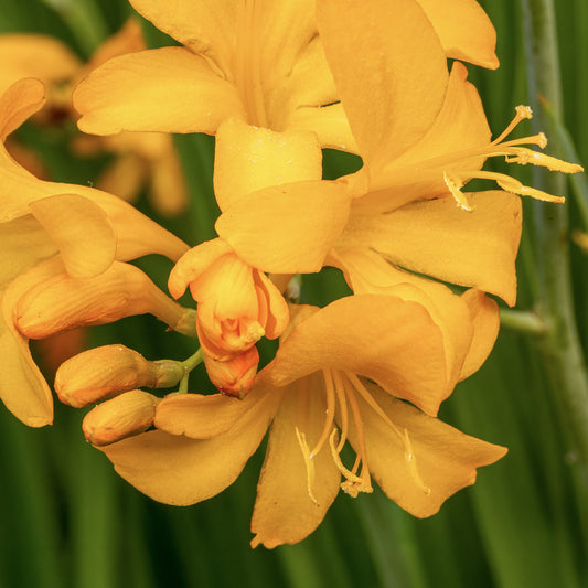Crocosmia 'Paul's Best Yellow'. Close-up of yellow flowers with a blurred green background