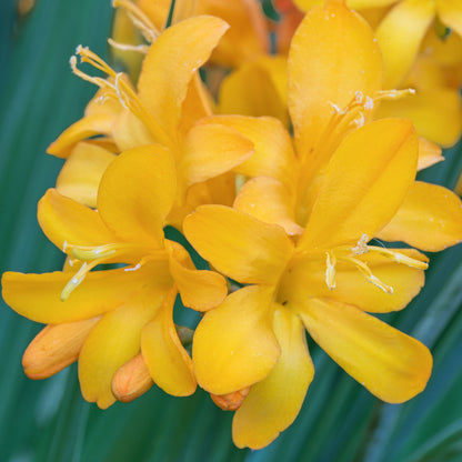 Crocosmia 'Paul's Best Yellow'. Close-up of bright yellow flowers with green leaves in the background