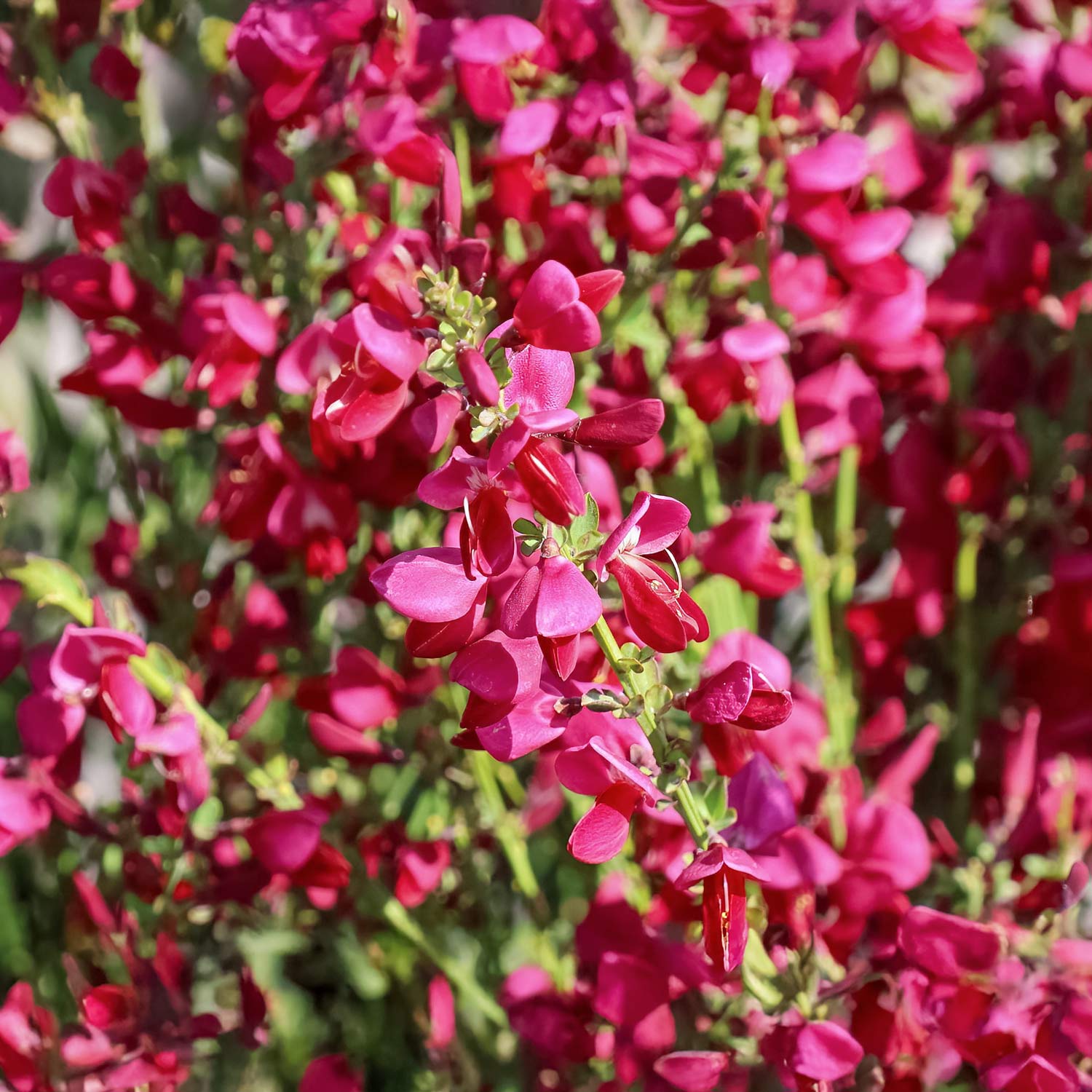 Cytisus × boskoopii 'Boskoop Ruby'