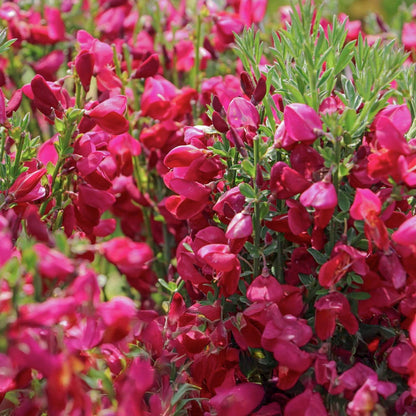 Cytisus × boskoopii 'Boskoop Ruby'