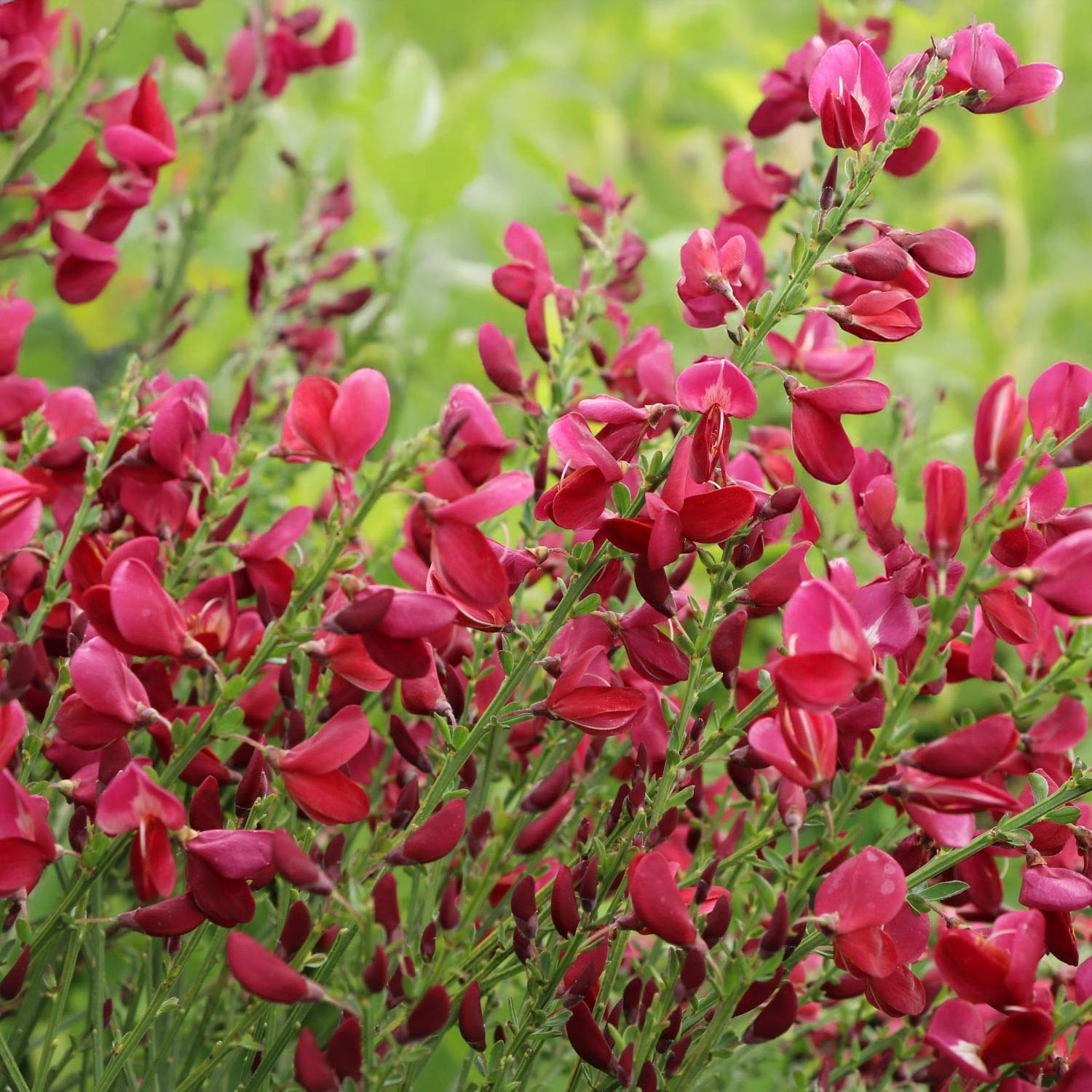 Cytisus 'Boskoop Ruby'