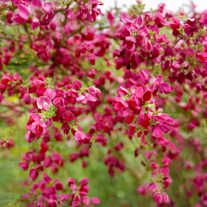 Cytisus × boskoopii 'Boskoop Ruby'