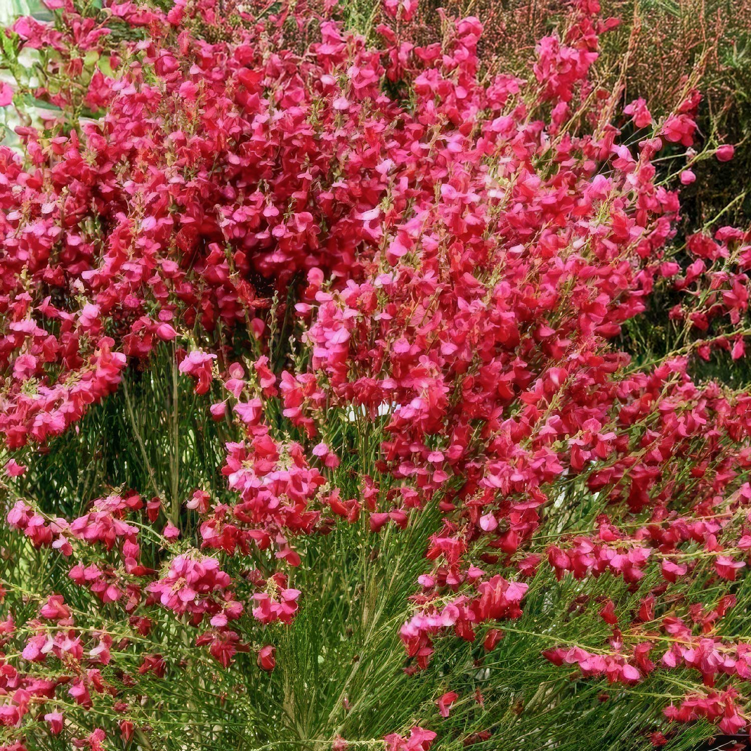 Cytisus 'Boskoop Ruby'