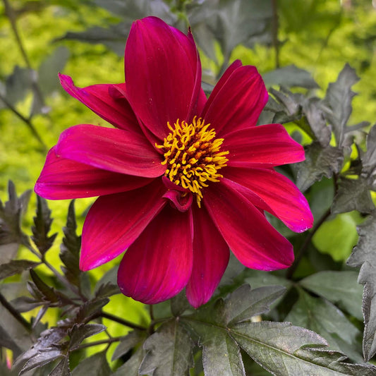 Dahlia 'Bishop of Canterbury'
