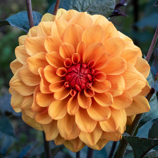 Dahlia 'David Howard'