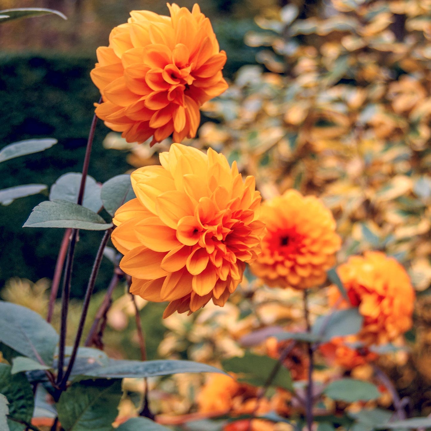 Dahlia 'David Howard'