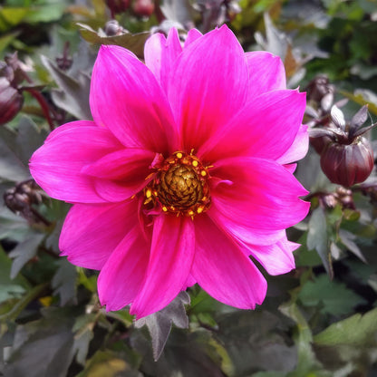 Dahlia 'Dreamy Kiss'