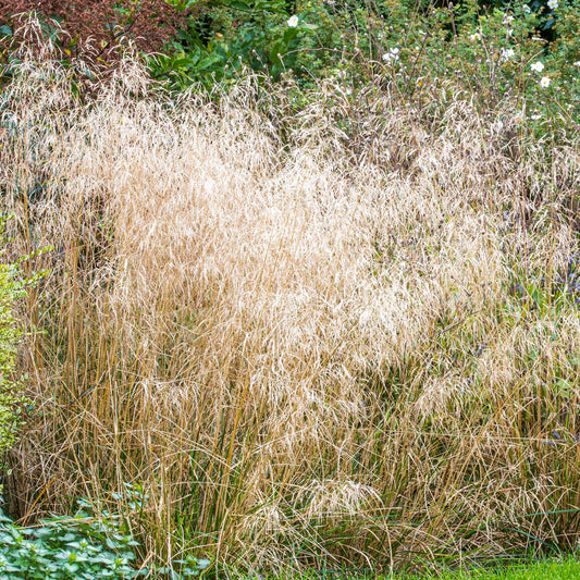 Deschampsia cespitosa 'Goldtau' in a border at Barnsdale Gardens